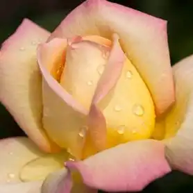 Trandafiri online - Galben - Roz - trandafir teahibrid - trandafir cu parfum intens - Rosa Rose Aimée - Jean-Marie Gaujard - ,-